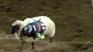 Best Mutton Busting Video 11 [upl. by Arhat]