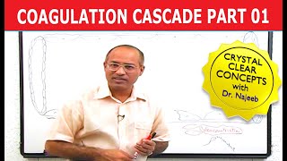 Coagulation Cascade  Part 112 [upl. by Dranyl]