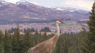 Sandhill Crane Vocalizations [upl. by Conall]