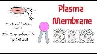 Structure of Bacteria  Part 4  Plasma membrane [upl. by Lehcar]