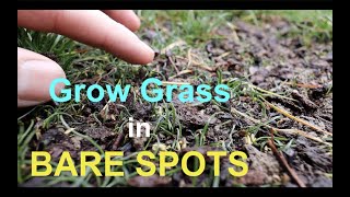 How to seed BARE SPOTS in your LAWN [upl. by Atteynek]