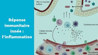 La réponse immunitaire innée  linflammation  Première Spécialité SVT [upl. by Annaeoj]