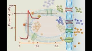 Understanding hyperpolarization versus depolarization [upl. by Haididej333]