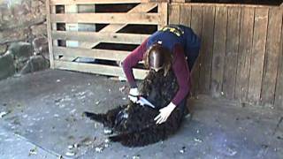 Sheep Shearing with hand clippers [upl. by Neyr]