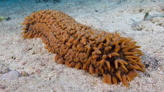 Facts The Sea Cucumber [upl. by Illona]