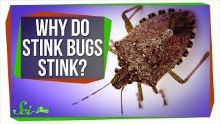 Why Do Stink Bugs Stink [upl. by Leyameg]