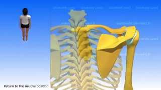 Movements of the Scapula [upl. by Giule439]