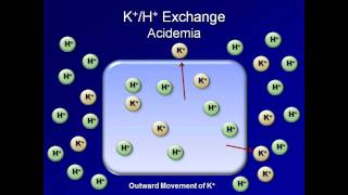 Normal AcidBase Regulation ABG Interpretation  Lesson 2 [upl. by Idnir]