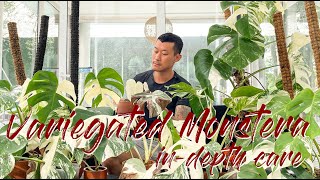 Maintaining variegation and buying guide for the variegated Monstera [upl. by Orapma]