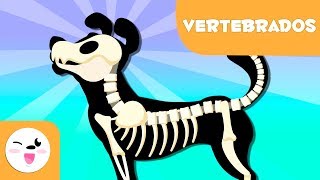 Animales vertebrados para niños  Introducción [upl. by Magas]