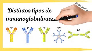 Distintos TIPOS de ANTICUERPOS o INMUNOGLOBULINAS [upl. by Auehsoj]