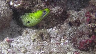 An Undulated Moray Eel having a feast [upl. by Ellerret]