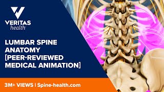 Lumbar Spine Anatomy Peerreviewed Medical Animation [upl. by Limaa]