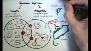 Immunology Overview [upl. by Solohcin104]