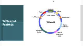 Ti Plasmid used in Agrobacterium Mediated Plant Transformation [upl. by Yebba]