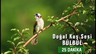 DogÌ†al KusÌ§ Sesi  RAHATLATICI TERAPIÌ‡ 25dk [upl. by Tdnerb689]