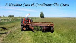 Cutting Grass Hay With a Haybine [upl. by Aihselef]