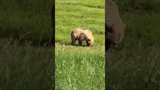 Wild Bear Eating Grass [upl. by Kilmarx]