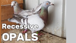 Recessive Opal Variability  Rare Coloured Racing Pigeons [upl. by Aihsiyt]