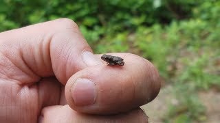 Baby Toads Everywhere [upl. by Kcirtapnaes]