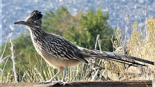 Greater Roadrunner Bird  Communication Calls [upl. by Ardnazil]