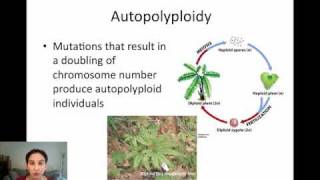 Sympatric Speciation via Polyploidy [upl. by Yeclek]