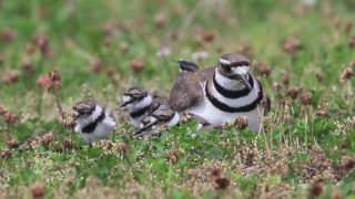 Killdeer Chicks Hatch Day 61116 [upl. by Faso46]