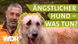 Hilfe bei ängstlichem Hund  Hunde verstehen 3  Tierratgeber  WDR [upl. by Stewardson856]