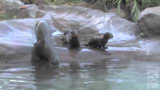 Giant River Otter Babies 1st Time In Exhibit [upl. by Hanafee287]