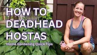 Deadheading Hostas  Home Gardening Quick Tips [upl. by Arleyne755]