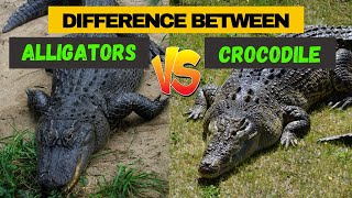 A Newly Discovered Difference Between Alligators and Crocodile  Comparison and Similarity [upl. by Gisella]