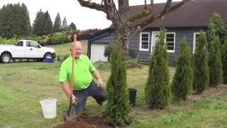 How to Plant a Conifer [upl. by Amaryl]