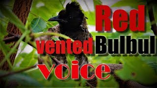 Redvented Bulbul Bird Voice  Sounds of Bulbul  Morning 🎧 10mins [upl. by Saenihp]