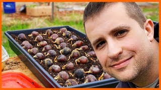 The Amazing Thing About Chestnut Seedlings [upl. by Kizzee]