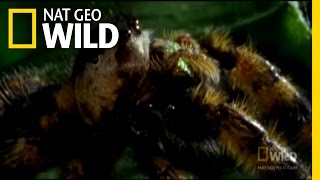 The Deadly Jumping Spider  Nat Geo Wild [upl. by Adnilem553]