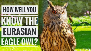 Eurasian EagleOwl  Description Characteristics and Facts [upl. by Lehman]