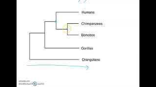 Phylogenetic Tree Basics [upl. by Ahsinelg]