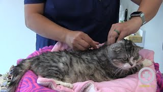 How to Administer Insulin to Your Cat at Home [upl. by Vins]