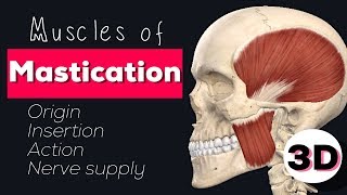 MUSCLES OF MASTICATION  3D [upl. by Dibbell]