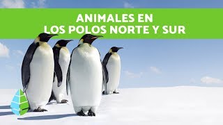 ANIMALES del POLO NORTE y del POLO SUR  Animales de los POLOS [upl. by Annawak]