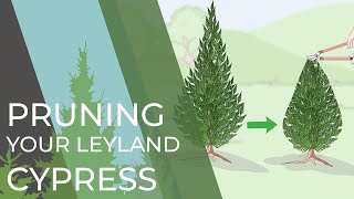 4 Things You Didnt Know About Your Leyland Cypress [upl. by Gnouhc864]