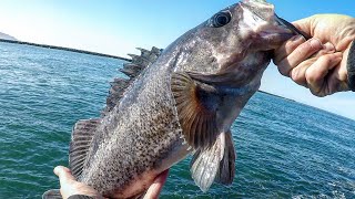 My GOTO Rock Fishing Rig BIG RockFish Jetty Fishing  Oregon Coast Fishing [upl. by Enilra]