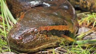 Anaconda Snake Facts and Information [upl. by Taddeusz]