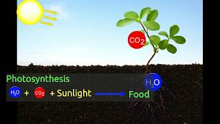 How does a plant acquire nutrients [upl. by Rebm]