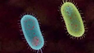 Transformation in Bacteria [upl. by Franzen229]