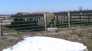 Cattle Winter Feeding Structure [upl. by Germana]