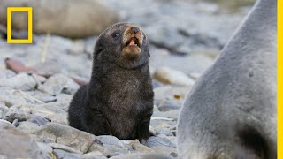 Fur Seals Overcome Extinction On ‘Resurrection Island’ – Ep 1  Wildlife Resurrection Island [upl. by Cired]