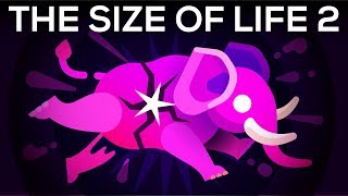 How to Make an Elephant Explode – The Size of Life 2 [upl. by Quent]