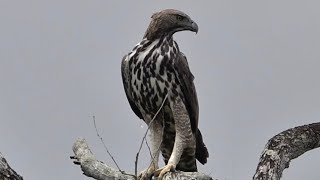 Adult CHANGEABLE HAWKEAGLE pale morph closeup Singapore [upl. by Peppy]