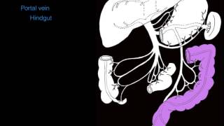 Hepatic portal system [upl. by Ramso]